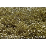 Rovi Cespugli fioritura bianca